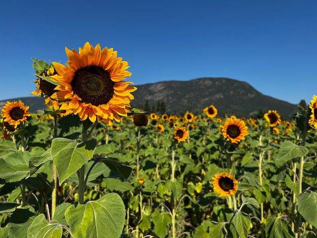 Sunflower